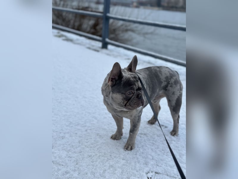 Französische Bulldogge Cookie