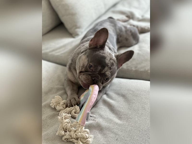 Französische Bulldogge Cookie