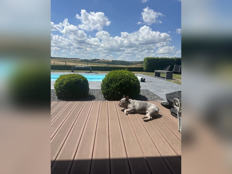 Französische Bulldogge Cookie