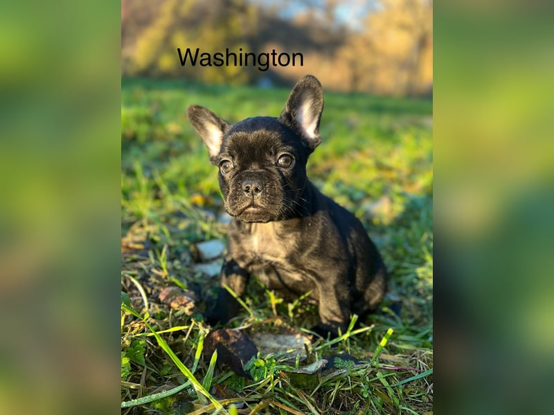 Sportliche Französische Bulldoggen mit Näschen und Ahnentafel