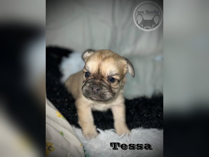Sportliche Französische Bulldoggen mit Näschen und Ahnentafel