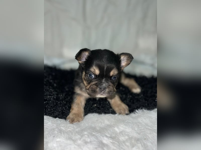 Sportliche Französische Bulldoggen mit Näschen und Ahnentafel