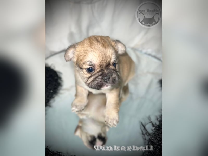 Sportliche Französische Bulldoggen mit Näschen und Ahnentafel