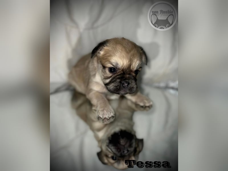Sportliche Französische Bulldoggen mit Näschen und Ahnentafel
