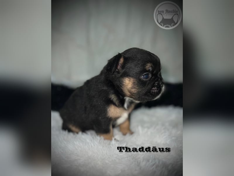 Sportliche Französische Bulldoggen mit Näschen und Ahnentafel