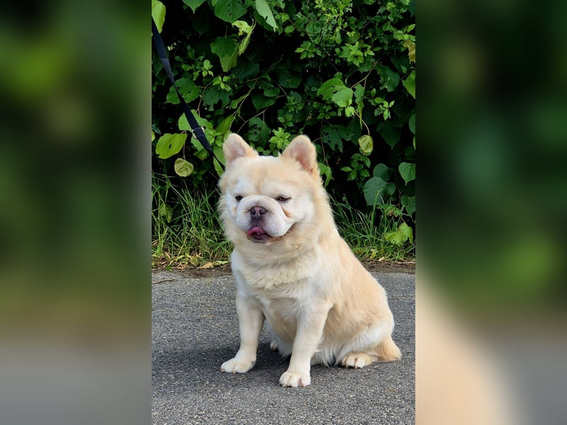 Französische bulldogge visual eA Husky