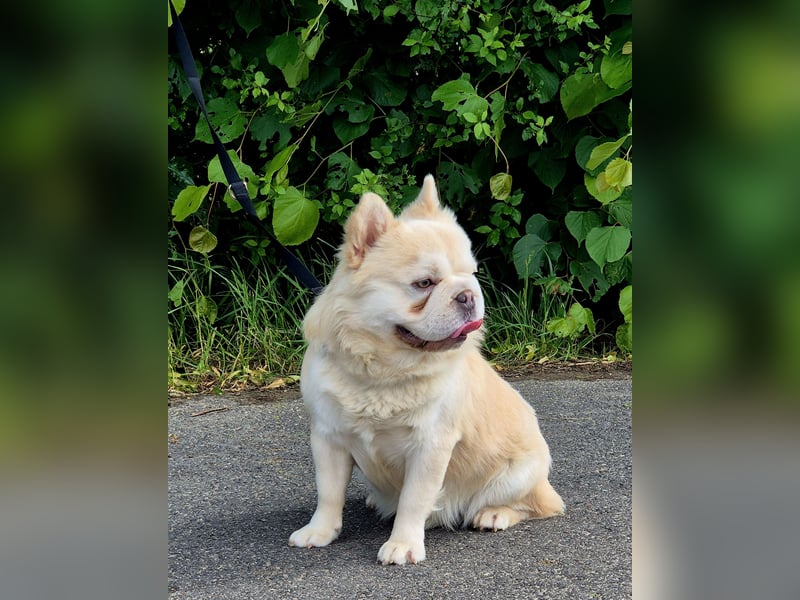Französische bulldogge visual eA Husky