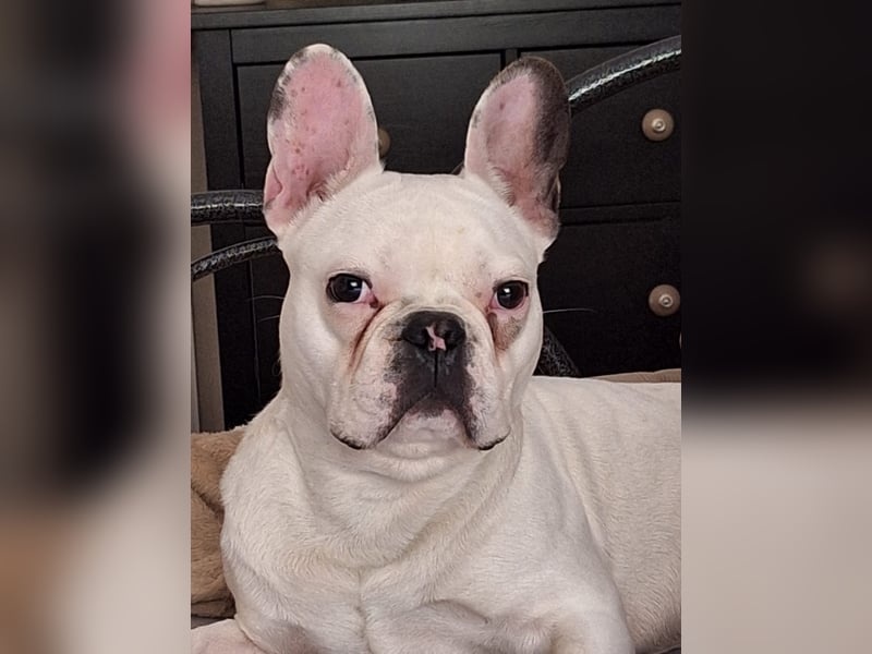 Leo sucht ein neues Zuhause