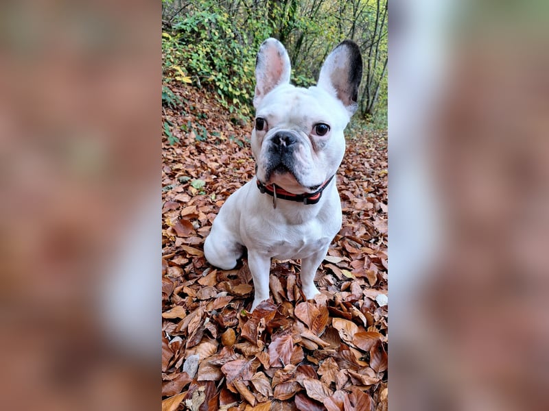 Leo sucht ein neues Zuhause