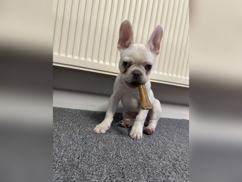 Französische Bulldogge