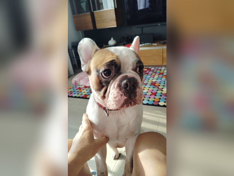 französische Bulldogge in gute Hände abzugeben