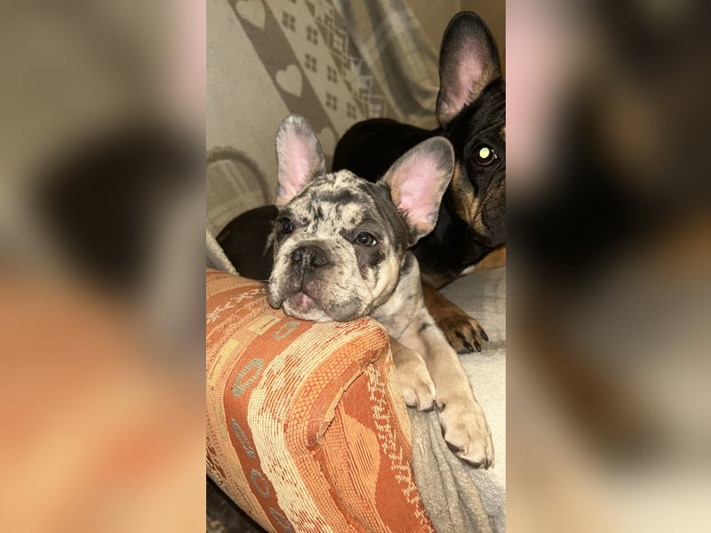 Kleine Bullis auf Suche nach ihrem Rudel