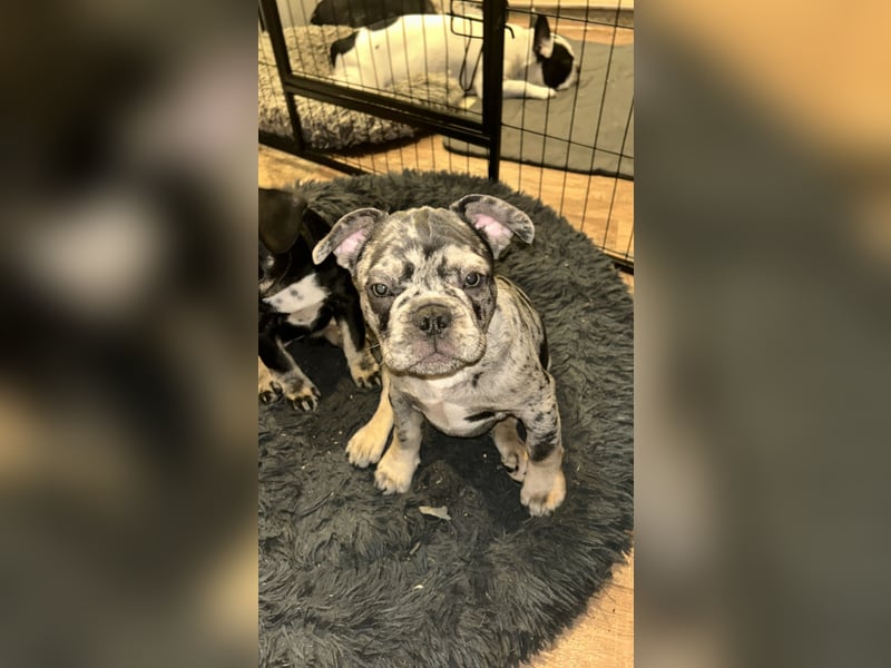 Kleine Bullis auf Suche nach ihrem Rudel