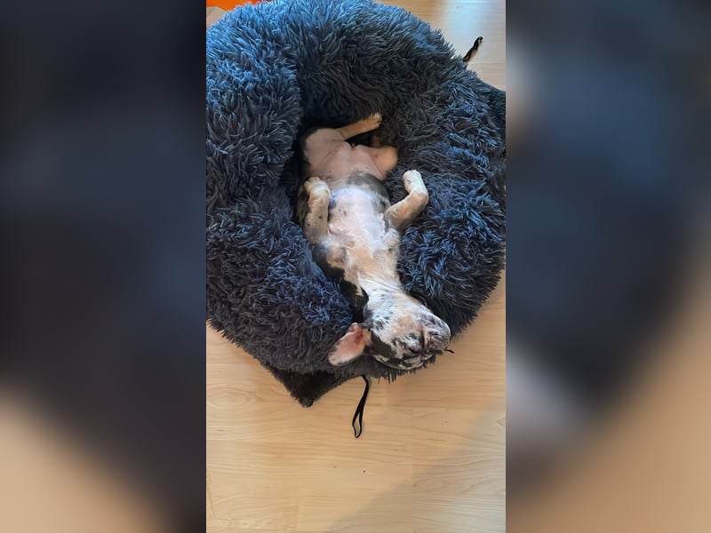 Kleine Bullis auf Suche nach ihrem Rudel