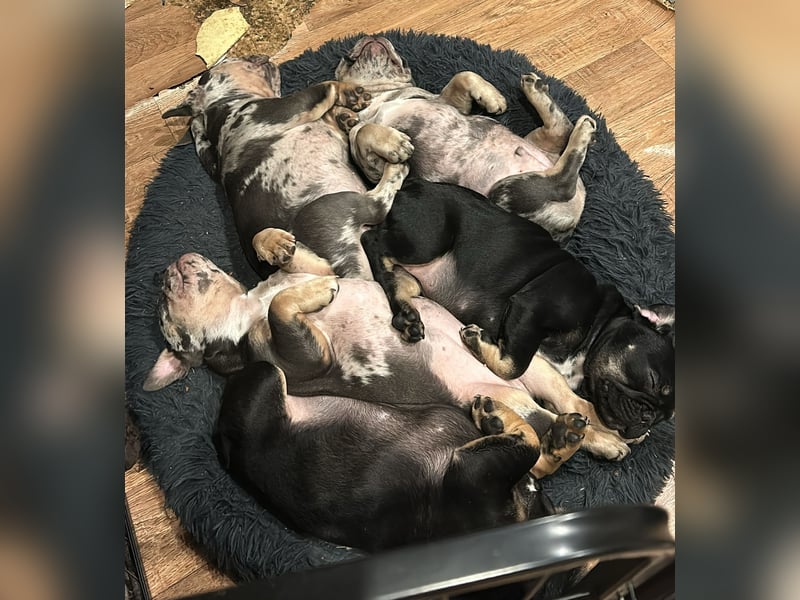 Kleine Bullis auf Suche nach ihrem Rudel