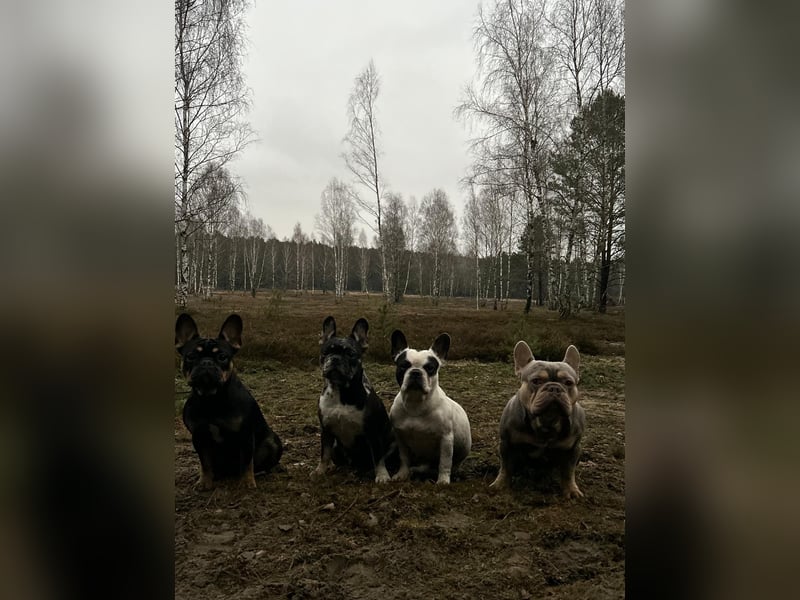 Kleine Bullis auf Suche nach ihrem Rudel