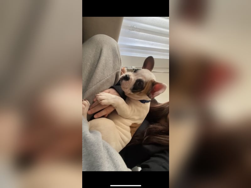 Hunde Welpe Tyson