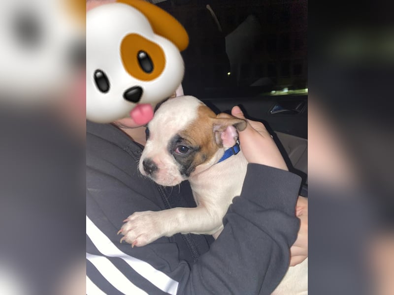 Hunde Welpe Tyson
