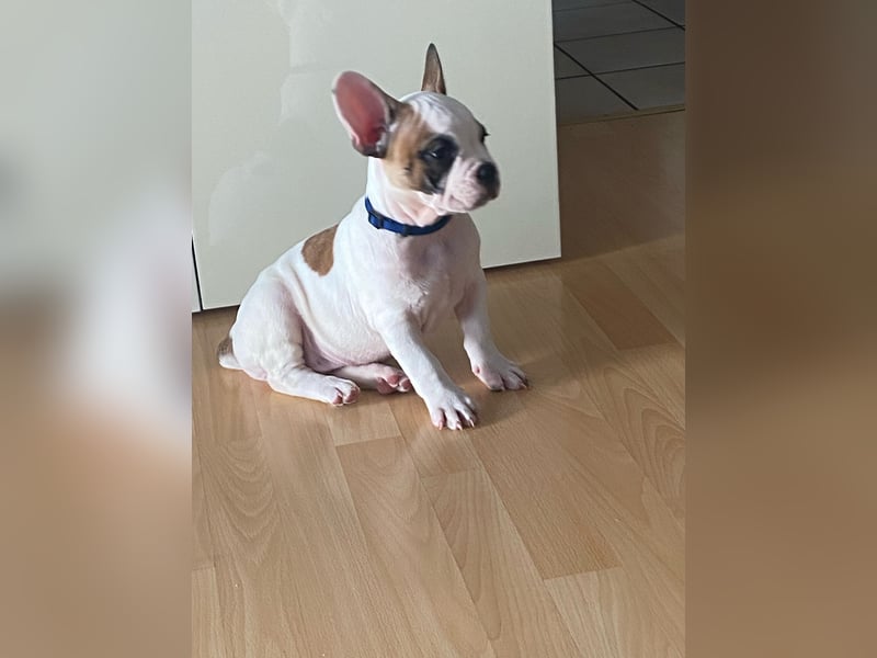 Hunde Welpe Tyson