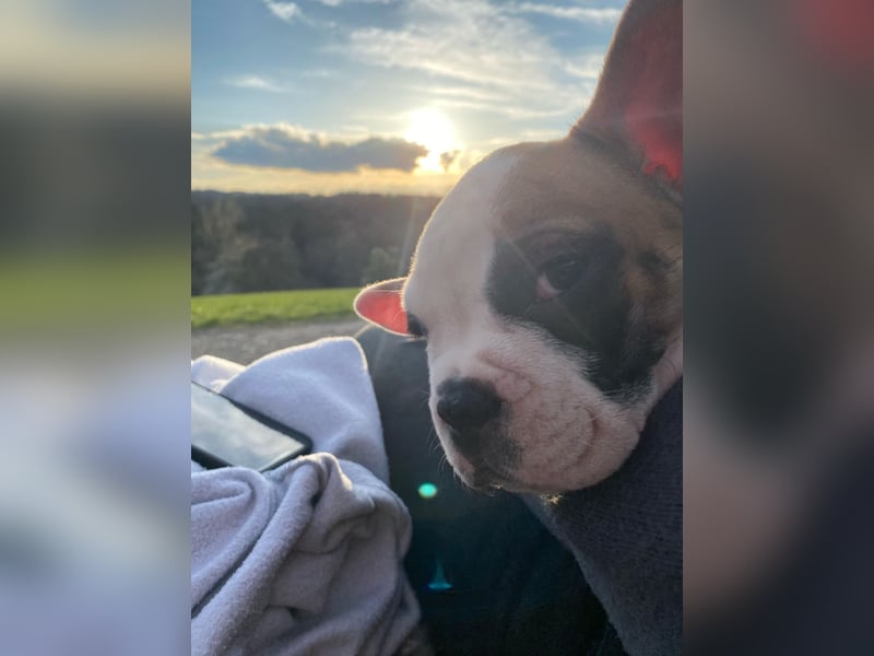 Hunde Welpe Tyson