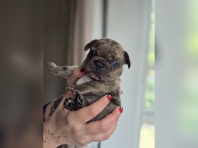Französische Bulldogge Welpen