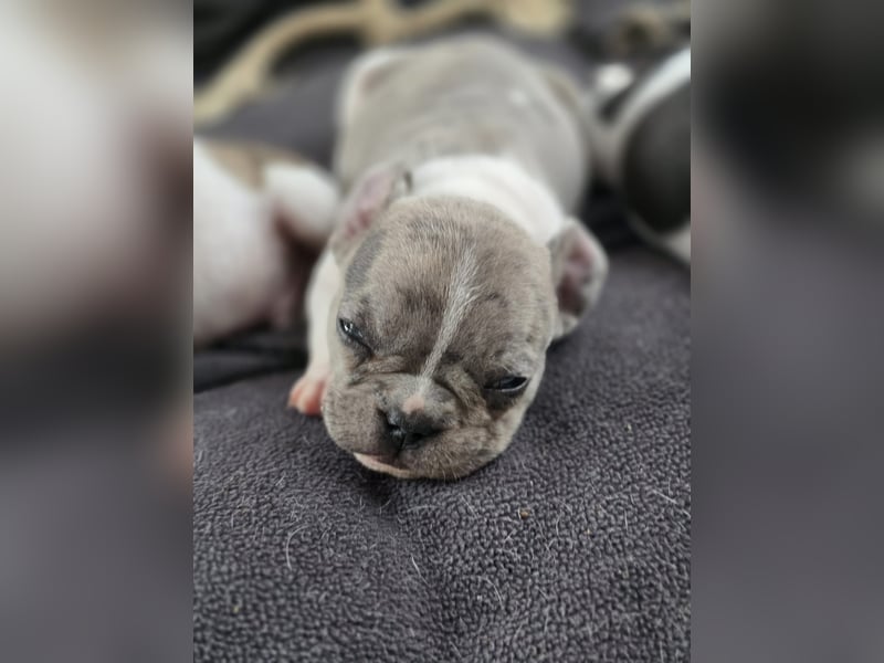 Französische Bulldogge Welpen