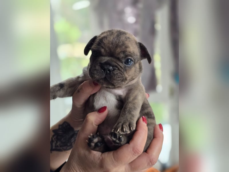 Französische Bulldogge Welpen