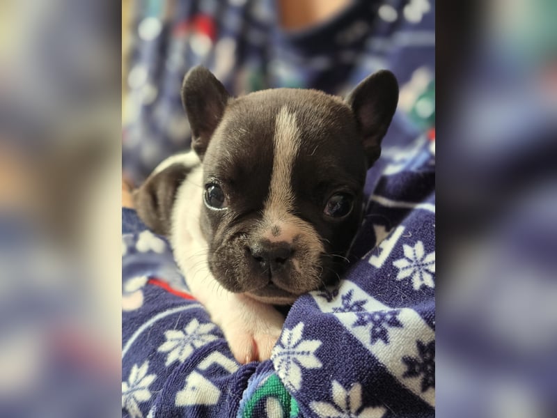 Französische Bulldogge Welpen