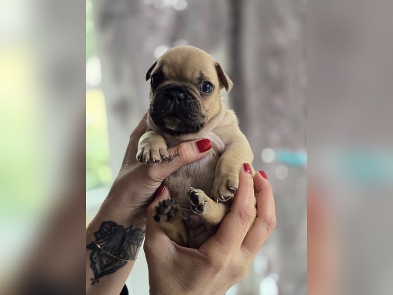 Französische Bulldogge Welpen
