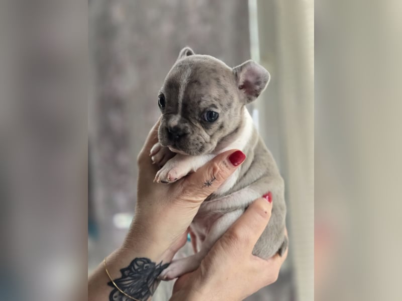 Französische Bulldogge Welpen