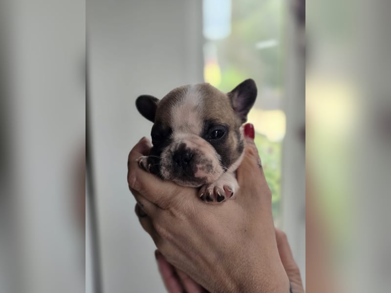 Französische Bulldogge Welpen