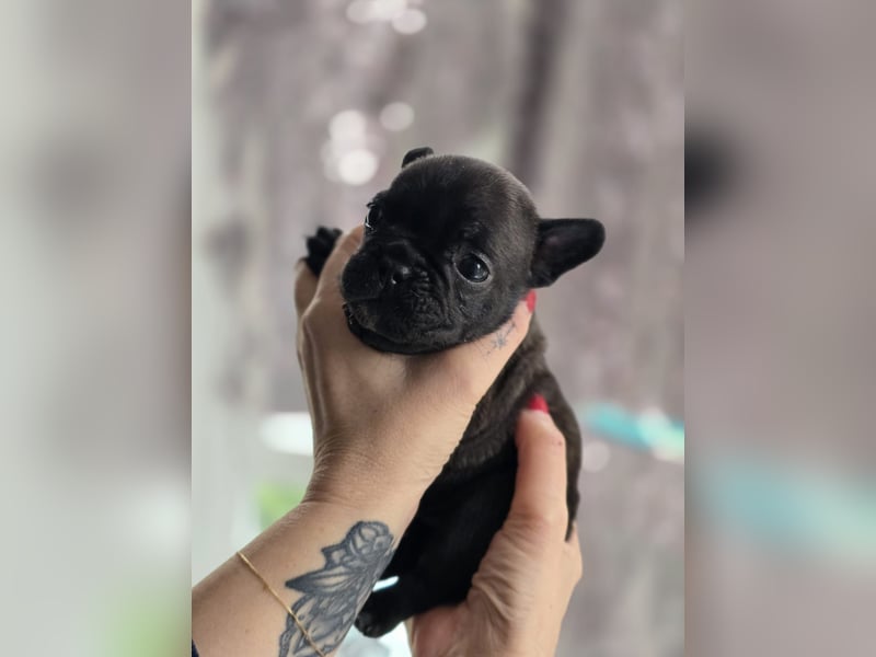 Französische Bulldogge Welpen