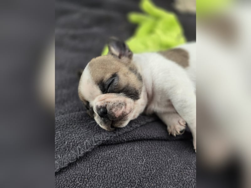 Französische Bulldogge Welpen