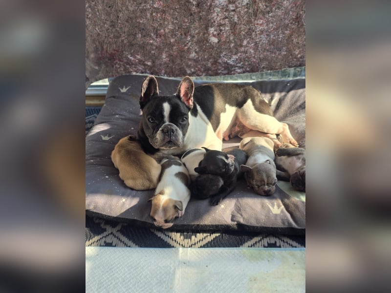 Französische Bulldogge Welpen