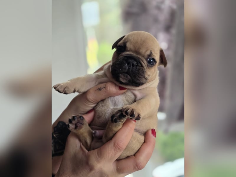 Französische Bulldogge Welpen