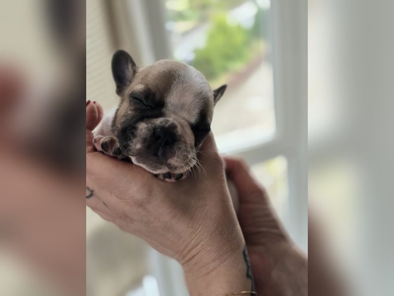 Französische Bulldogge Welpen