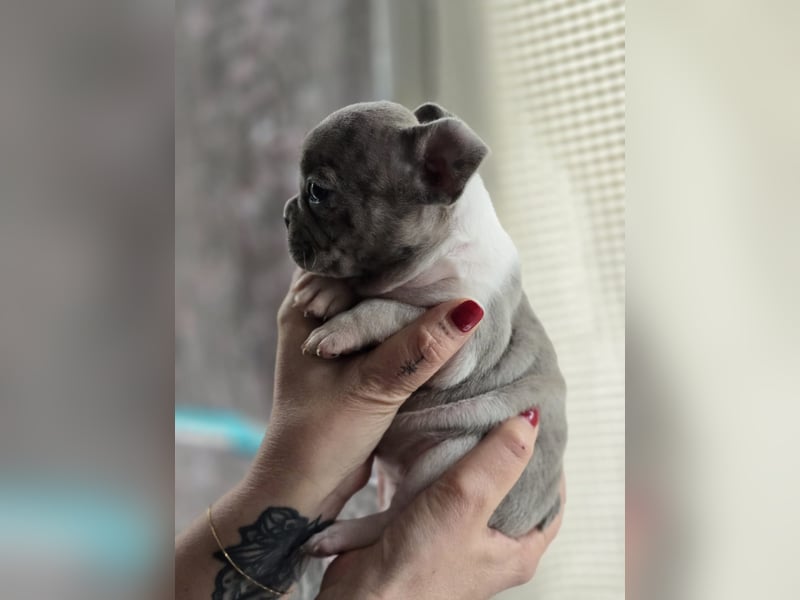 Französische Bulldogge Welpen