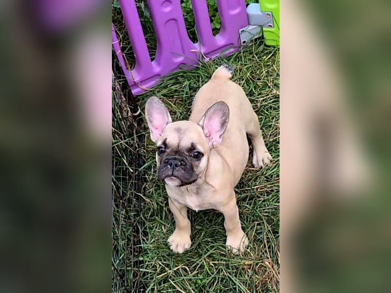 Französische Bulldogge