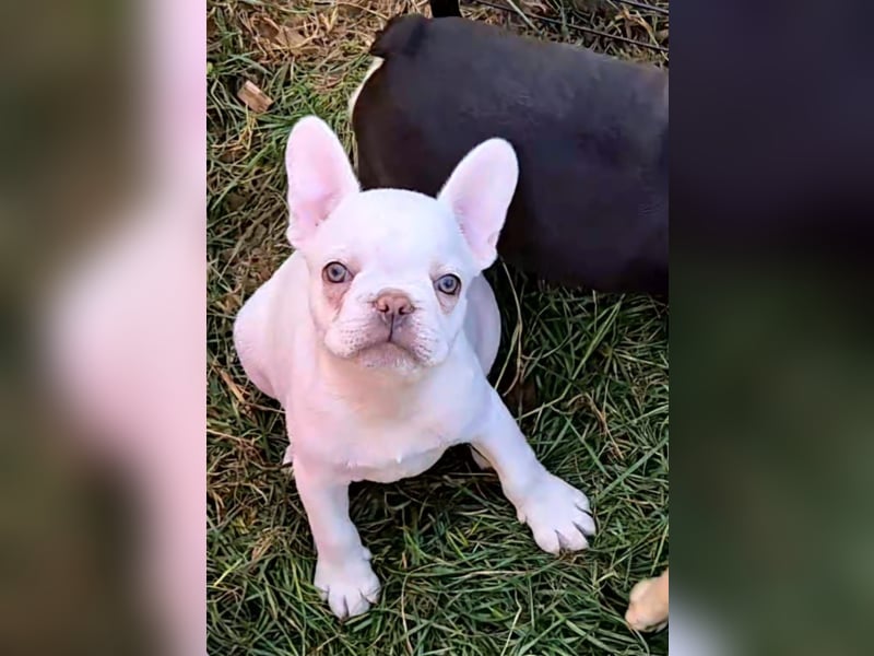 Französische Bulldogge