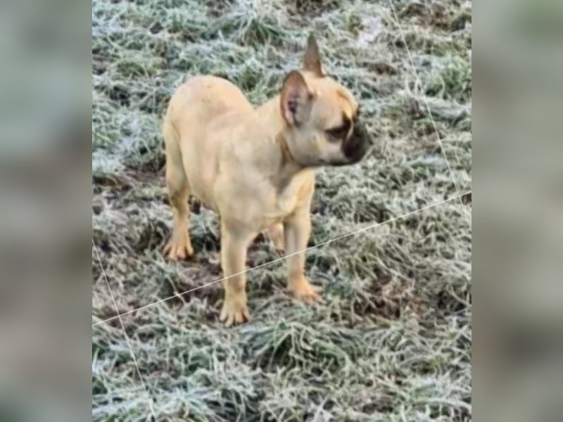 Französische Bulldogge