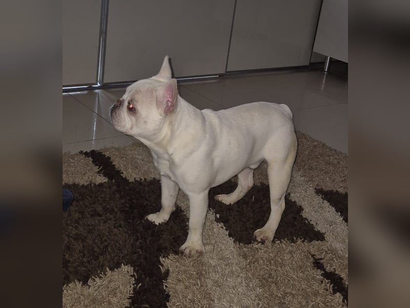 Französische Bulldogge