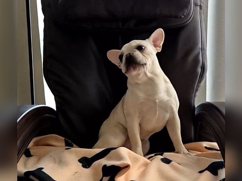 Französische Bulldogge