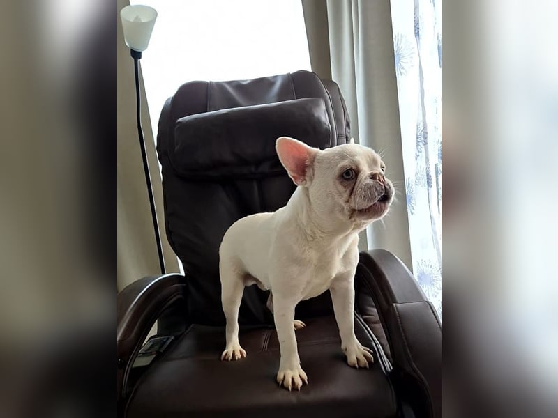 Französische Bulldogge