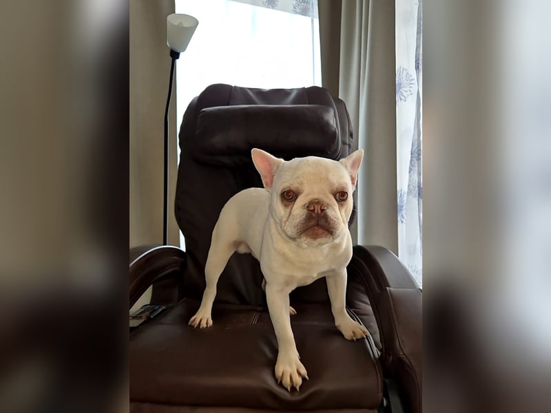 Französische Bulldogge
