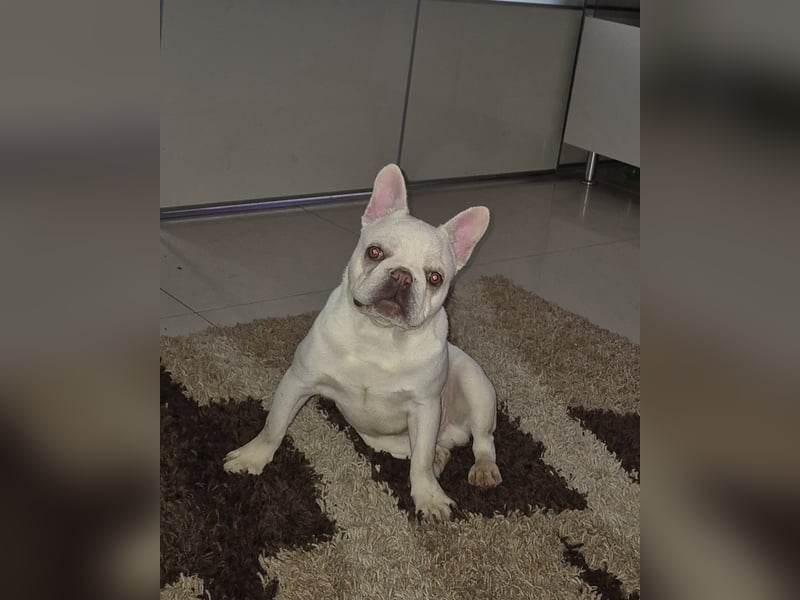 Französische Bulldogge
