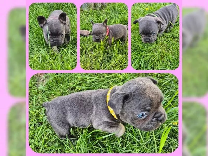Französische Bulldog Welpen