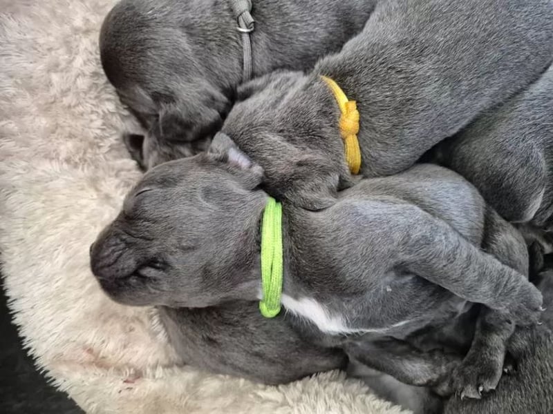 Französische Bulldog Welpen
