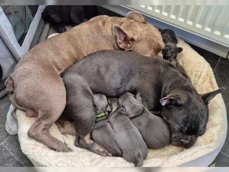 Französische Bulldog Welpen