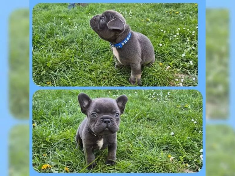 Französische Bulldog Welpen