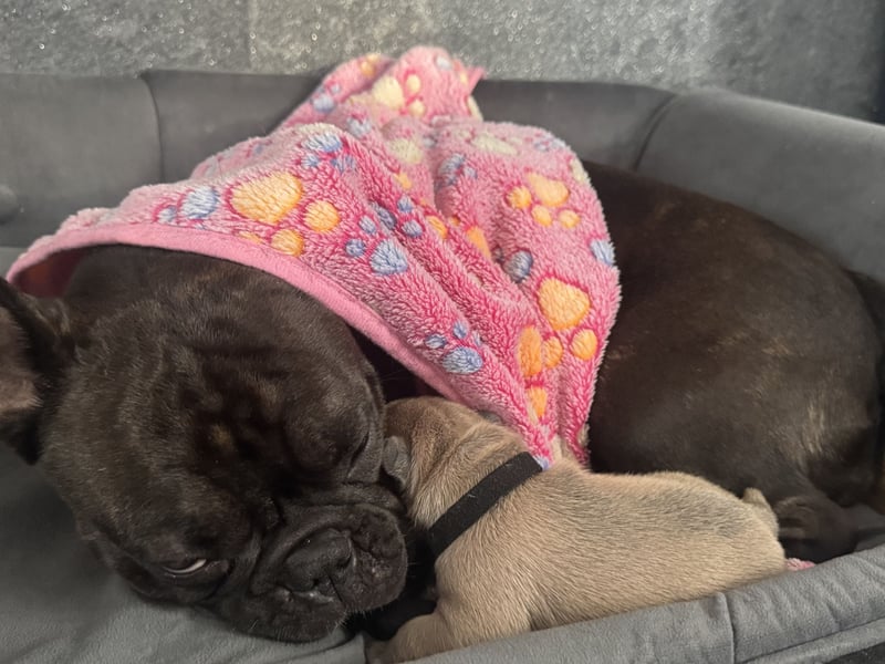 Französische Bulldogge